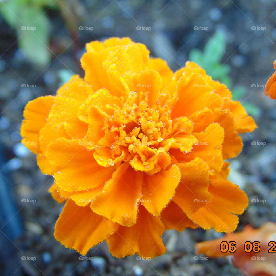 dewy marigold