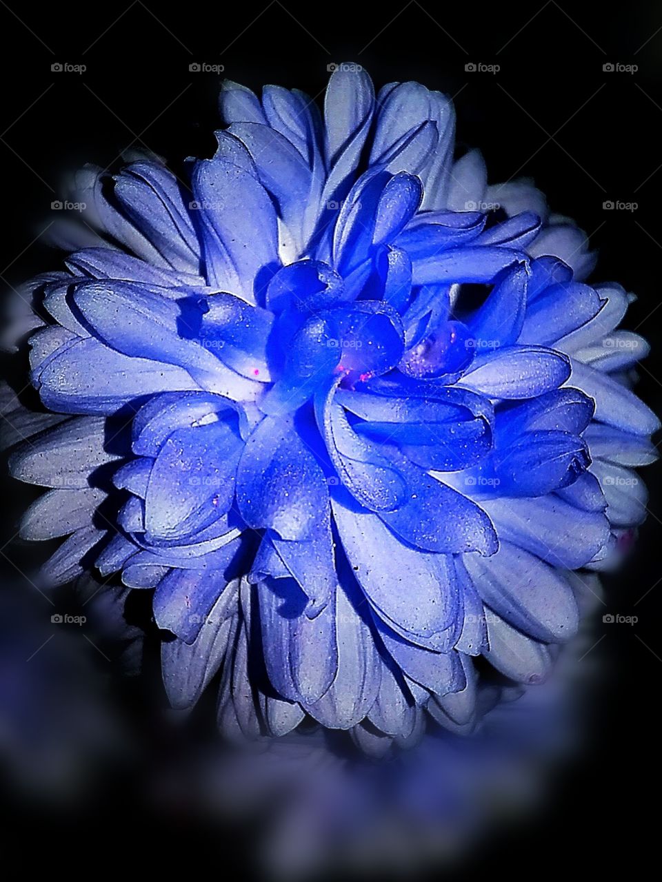 blue daliya