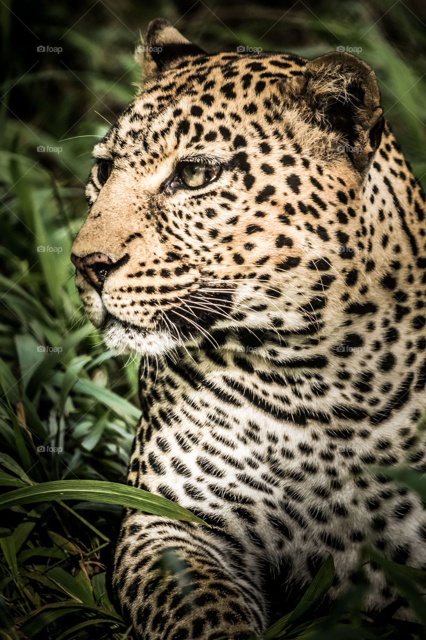 A colored headshot photo of a leopard