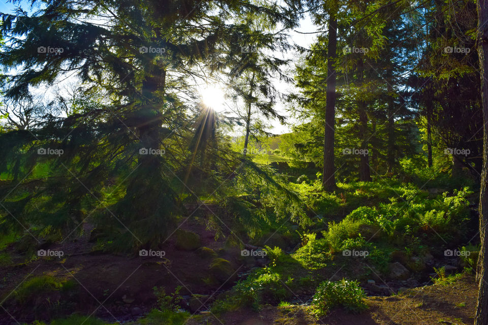 View of green lush forest