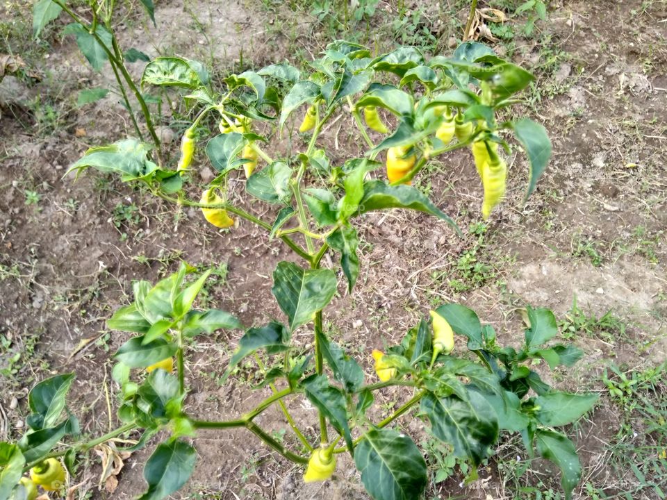 Chili plants