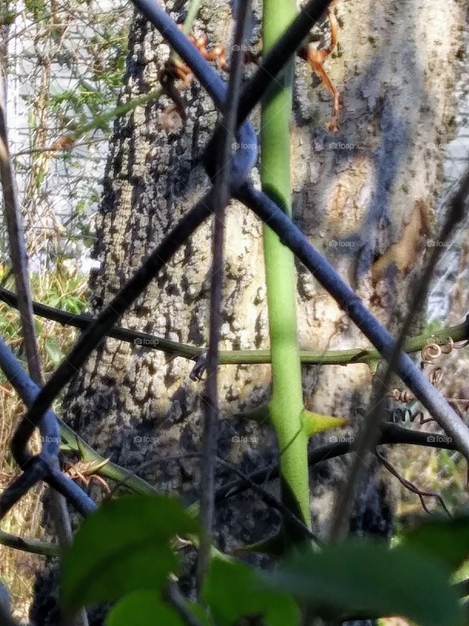 view through a fence
