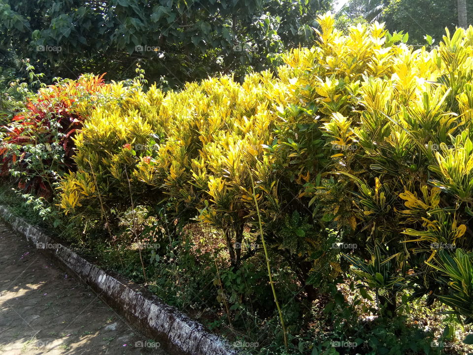 Yellow Leaf