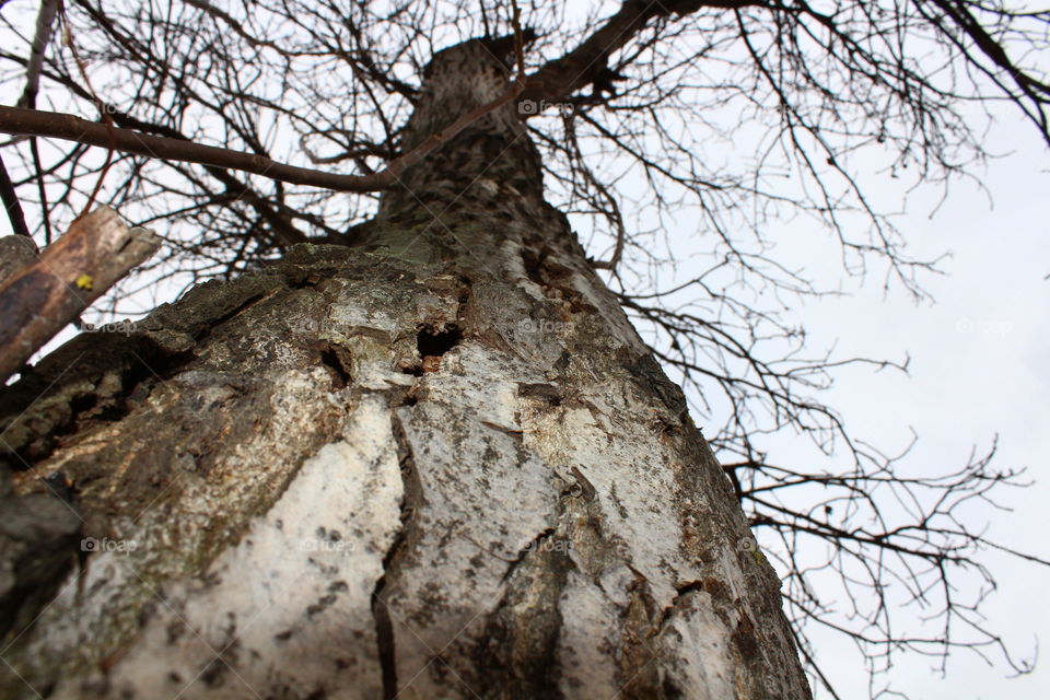 Bark of white tree