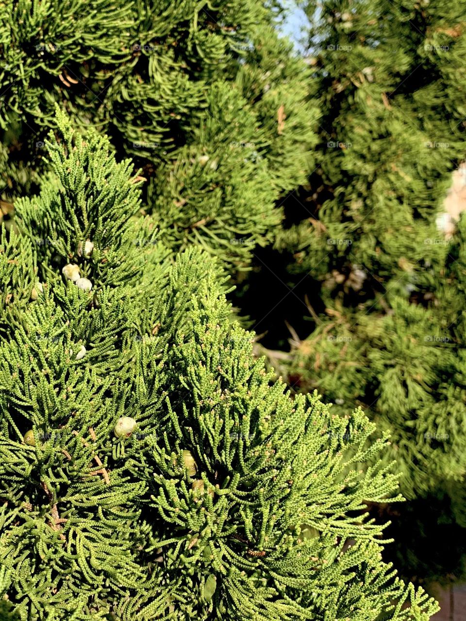 Juniper berries 