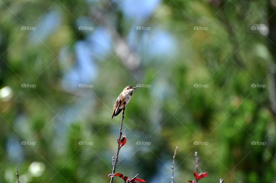 Hummingbird on the tree