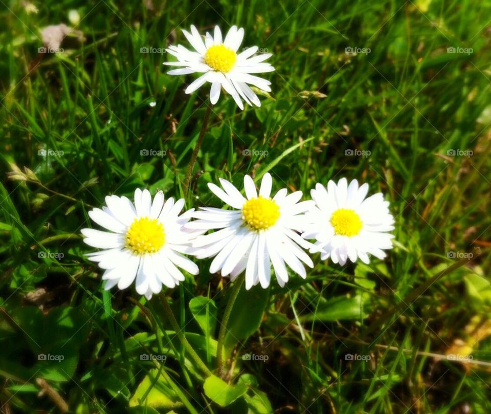 Four Baby Daisies