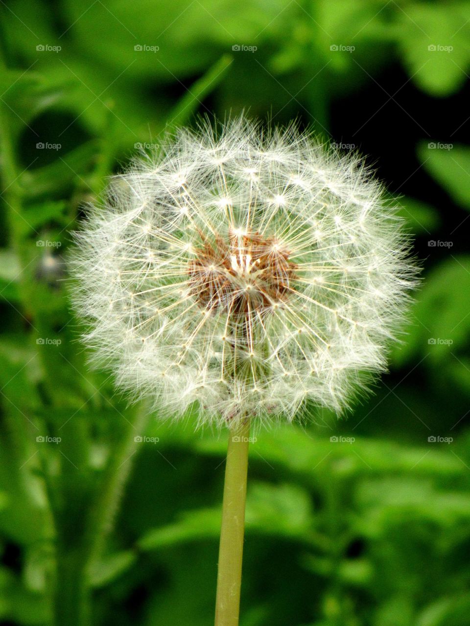 dandelion