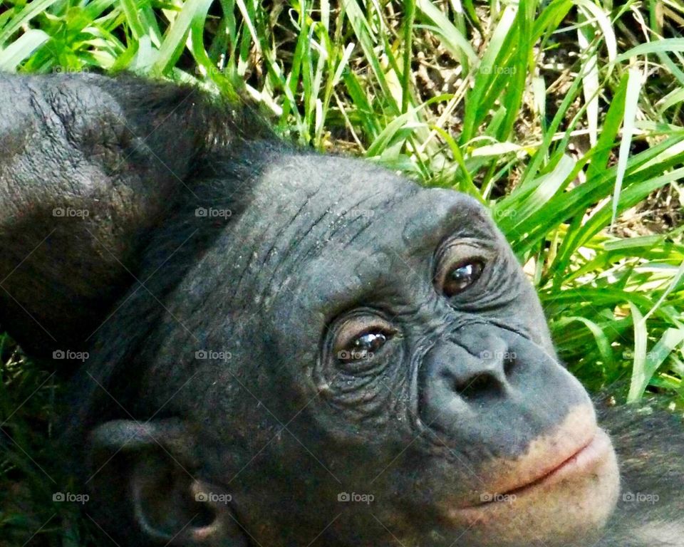 Bonobo Monkey 