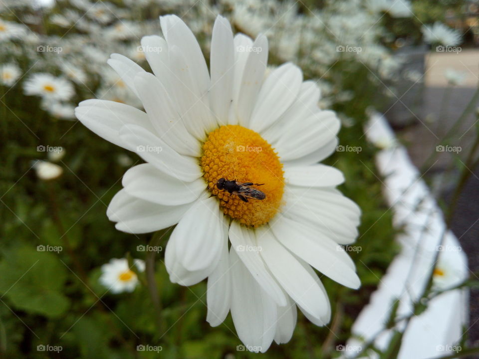 Little fly on a beautiful flower