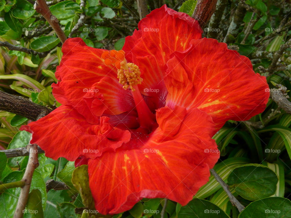 Hawaii Botanical Gardens #5