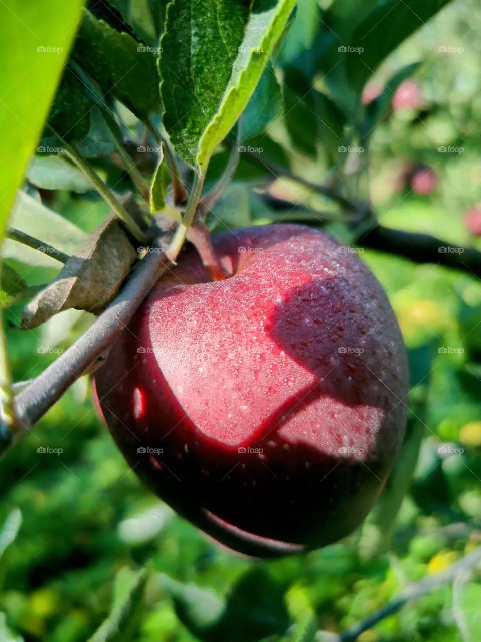 An Apple a Day
