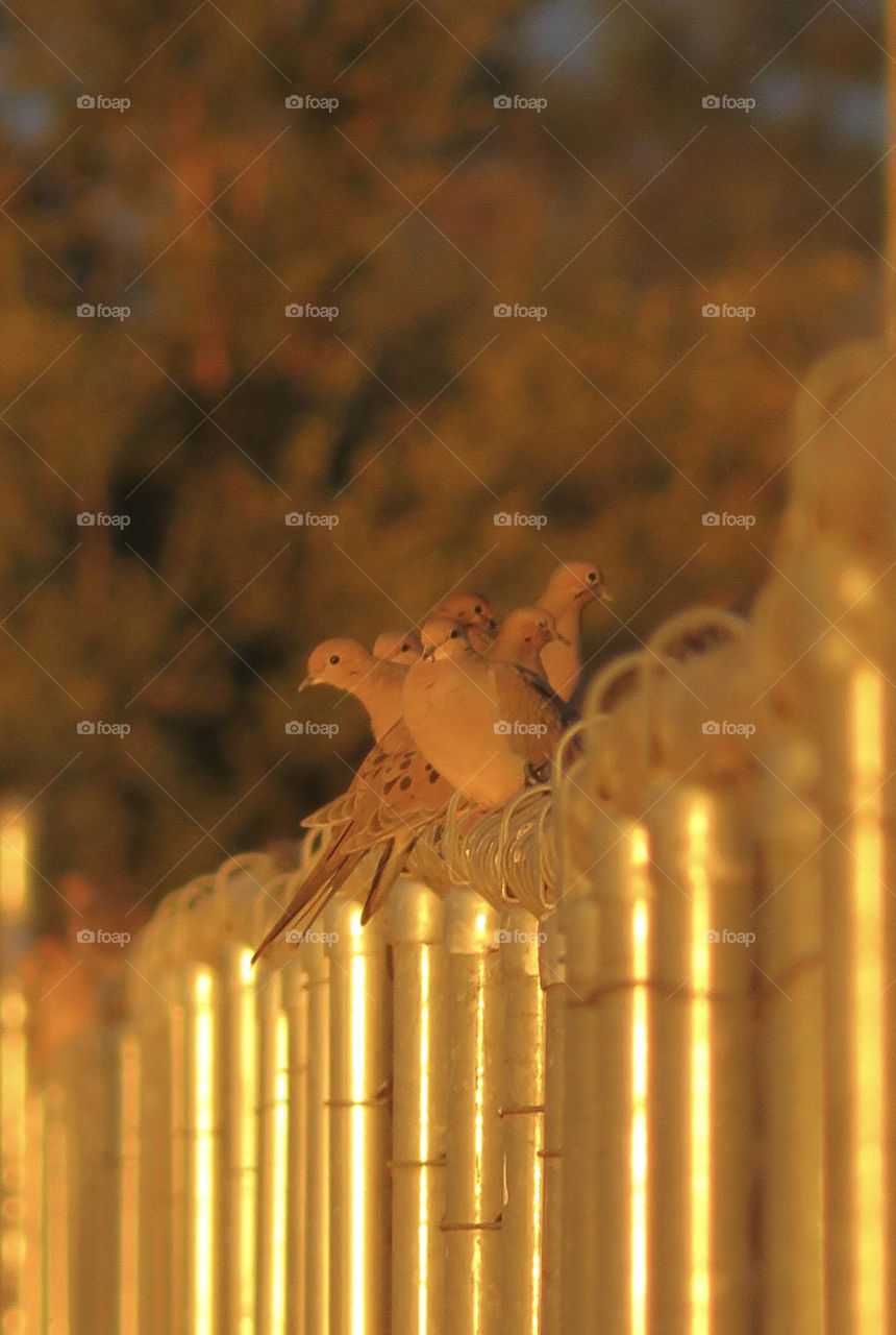 A Flock of Doves Perched on a Fence