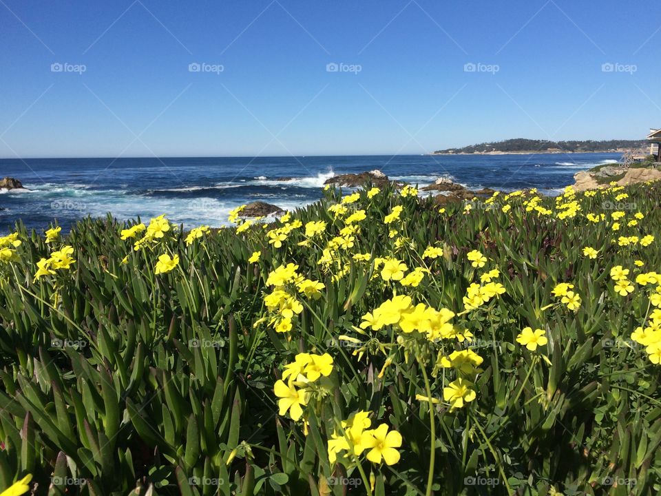Flowers by the Sea. Scenic Drive, Carmel, CA