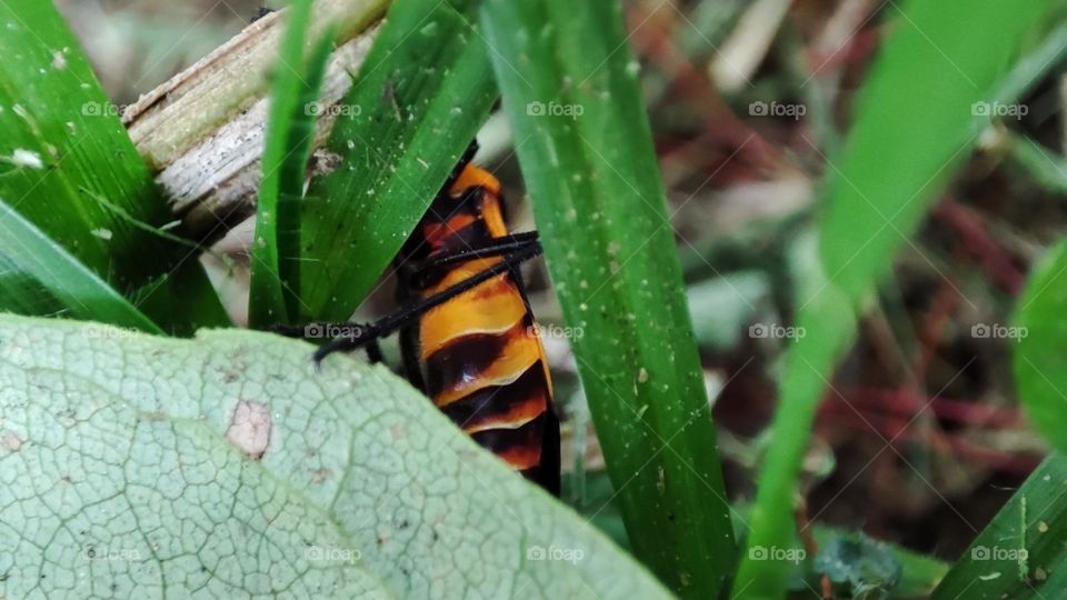 Large milkweed bug