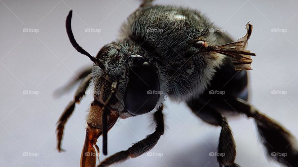 Saddest Bee who realised that he can't fly anymore ! bee who lost one of his wings, disabled insects