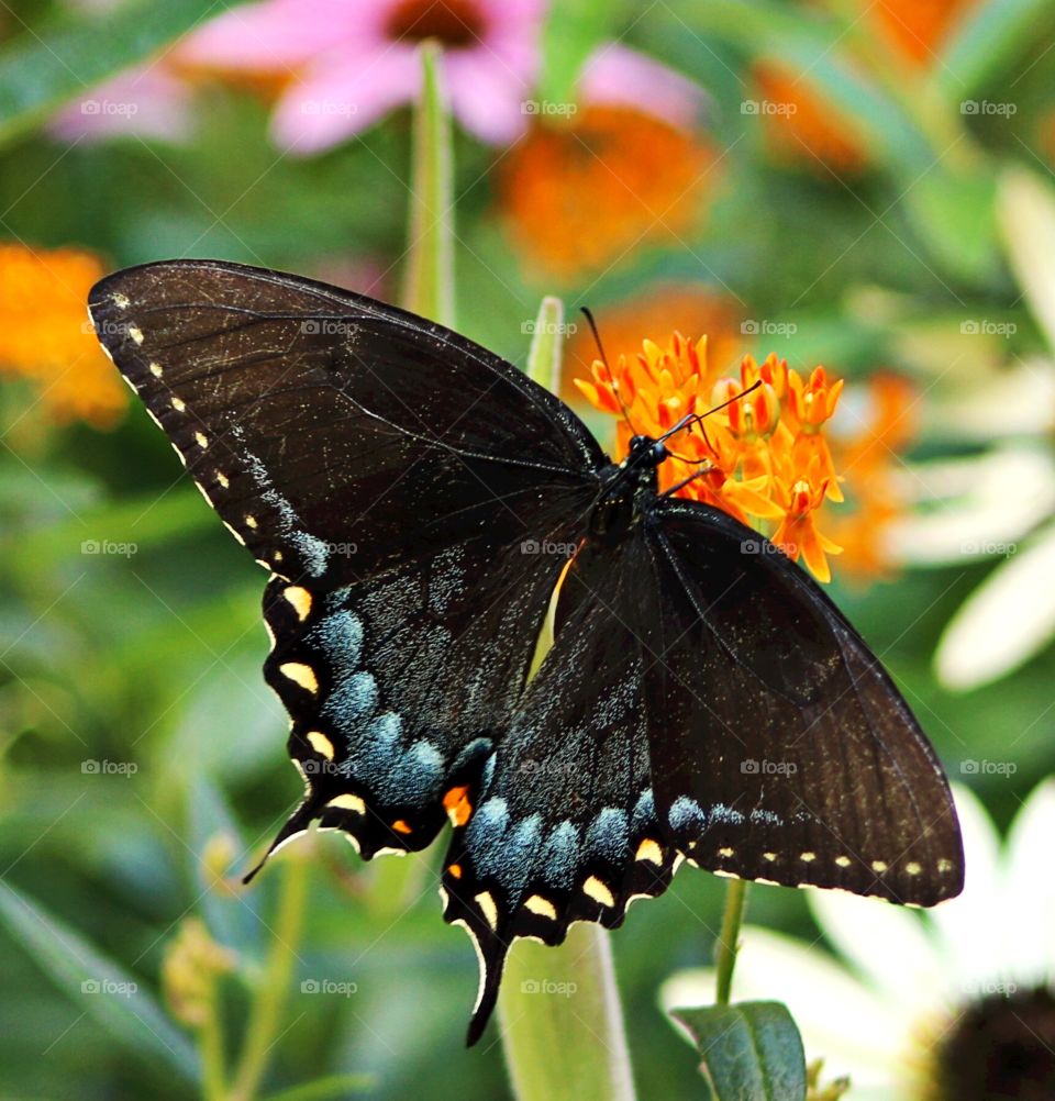 Large, regal Spicebush Swallowtail butterfly feeds on a butterfly weed plant on a sunny summer day. 