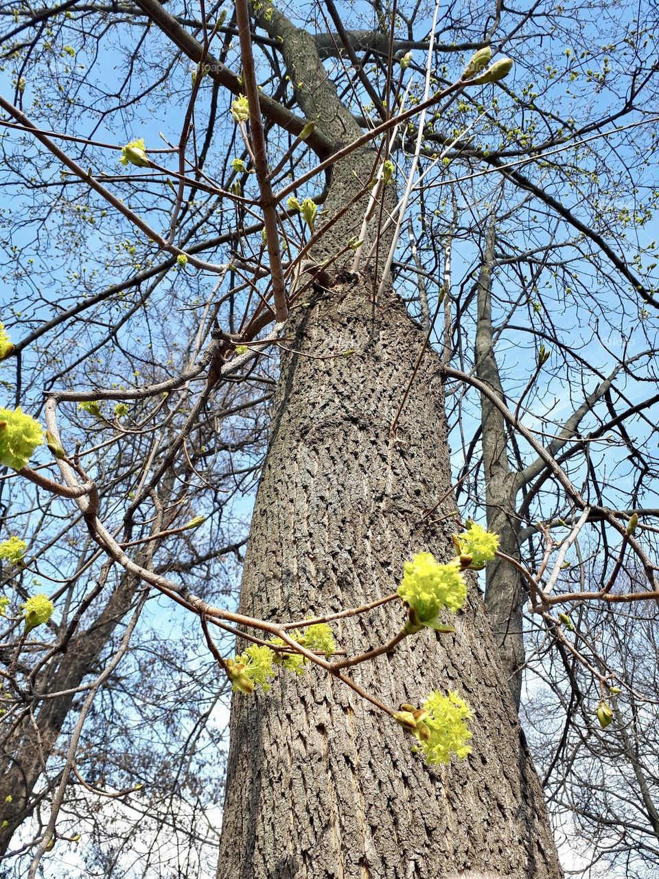 High tree, view from the bottom to the top