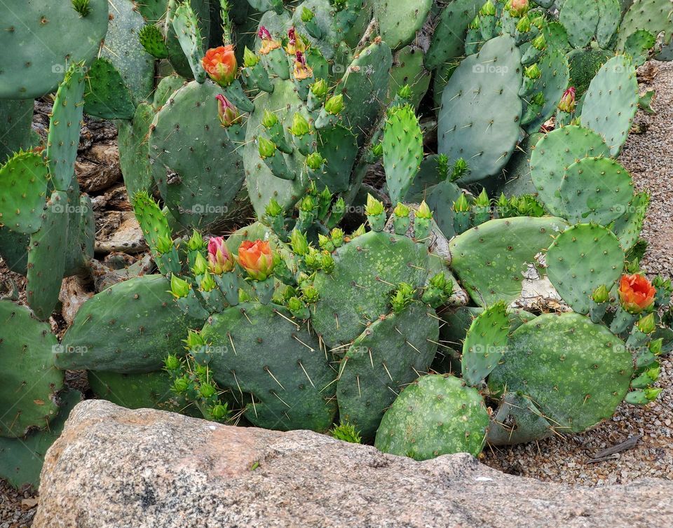 Prickly Pear Cactus in Bloom