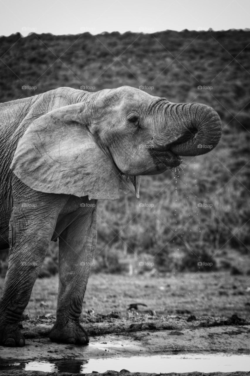 Elephant drinking water and cooling down at a waterhole.