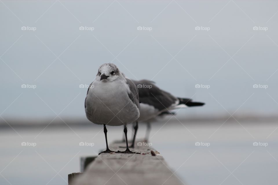 Seagull 