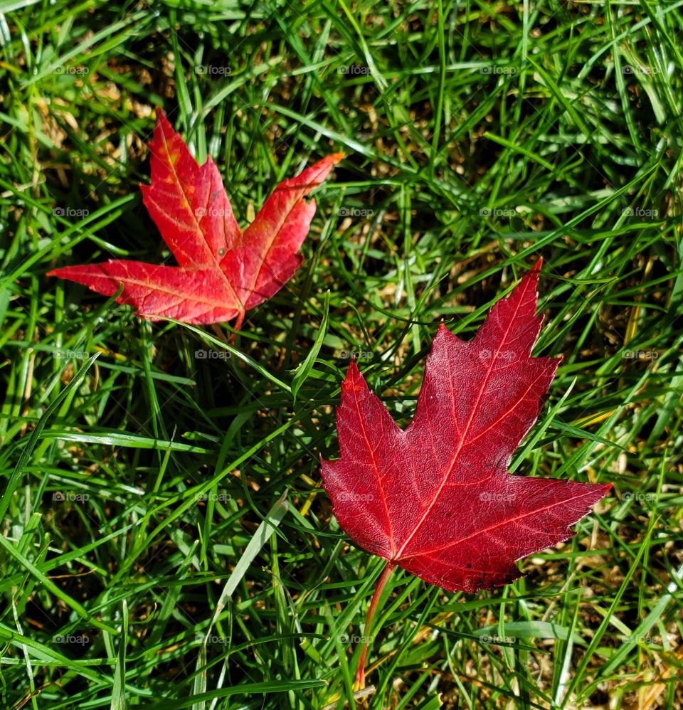 small red leaves in the grass