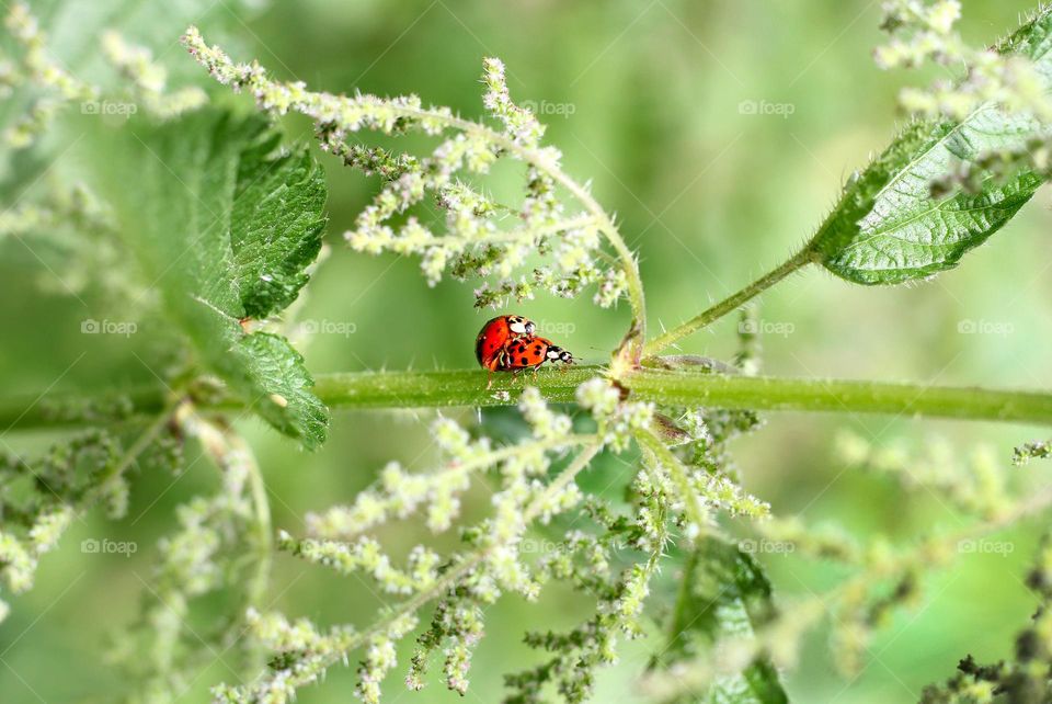 Lady bugs love