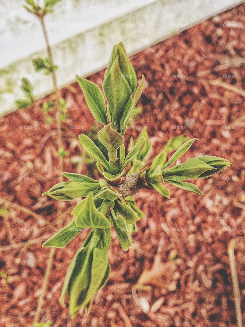 Close-up of plant