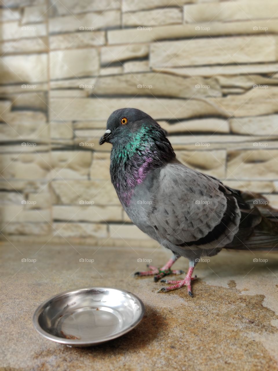 pigeon