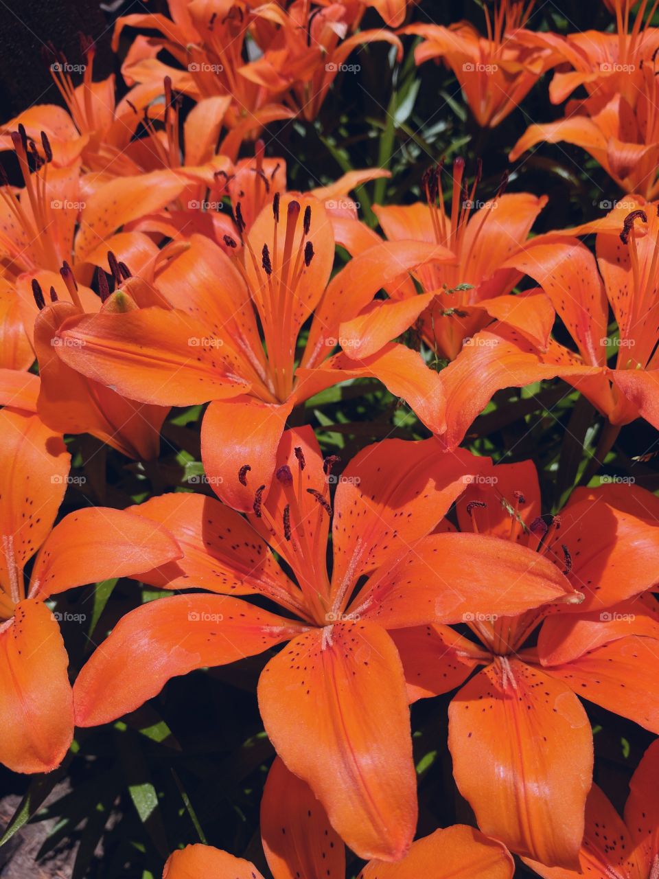 Orange flowers in bloom
