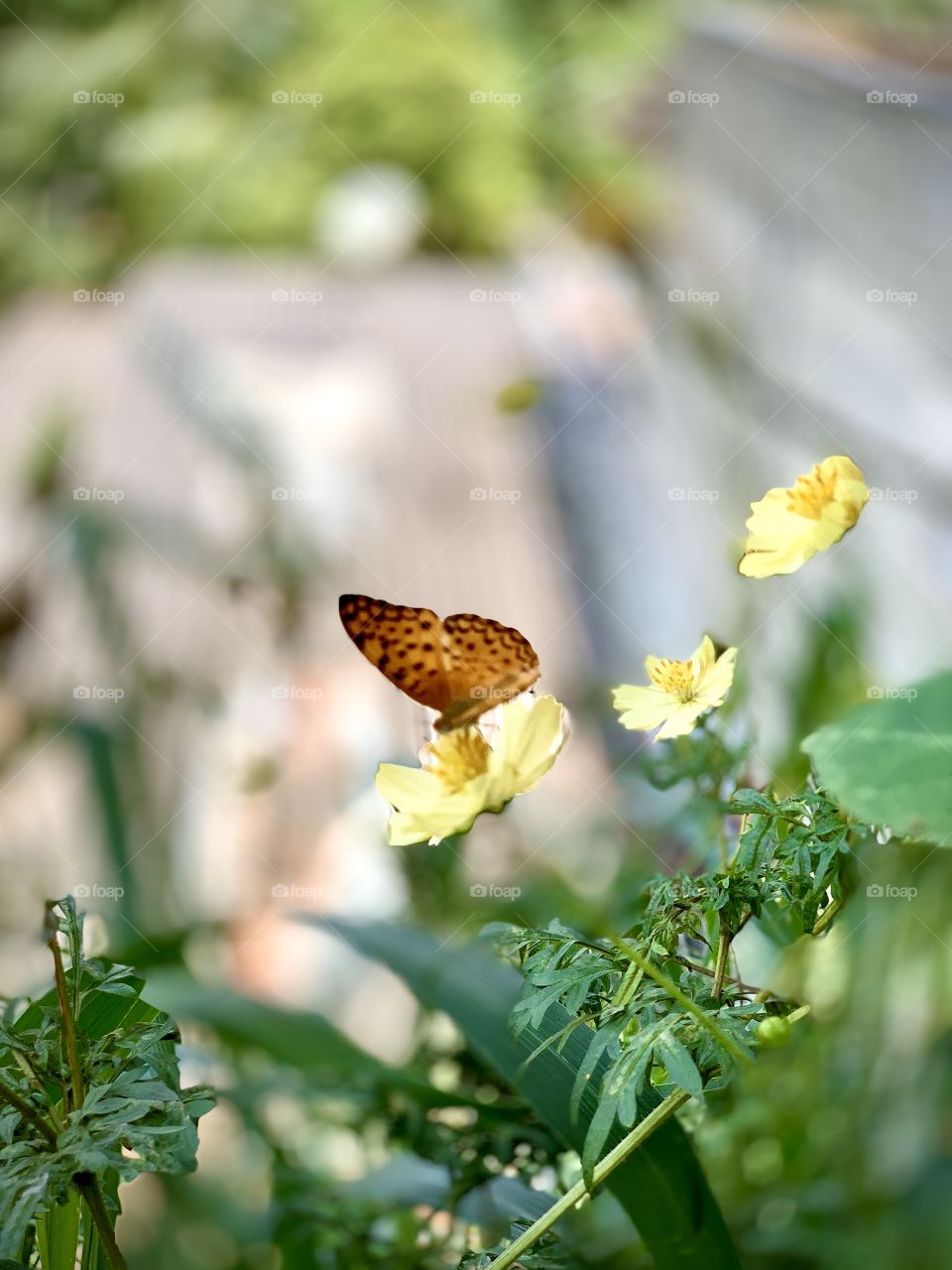 Butterfly 