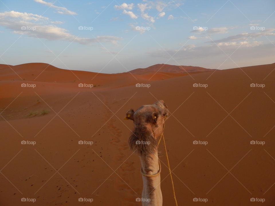 A camel ride in the Sahara desert at sunset 