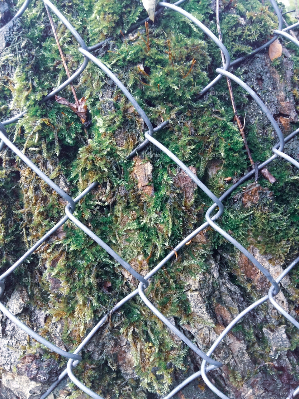 metal grid on a tree with moss