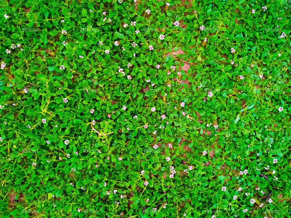 Seamless green grass background with clover leaves and small pink flowers