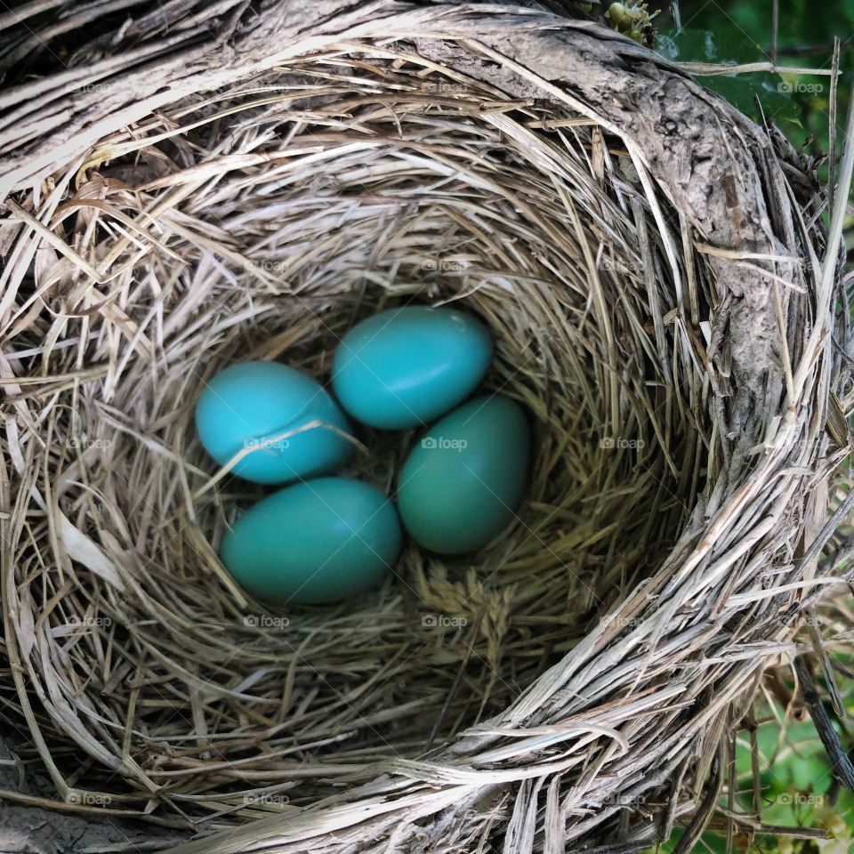 Robins nest...it’s how you know spring is here!