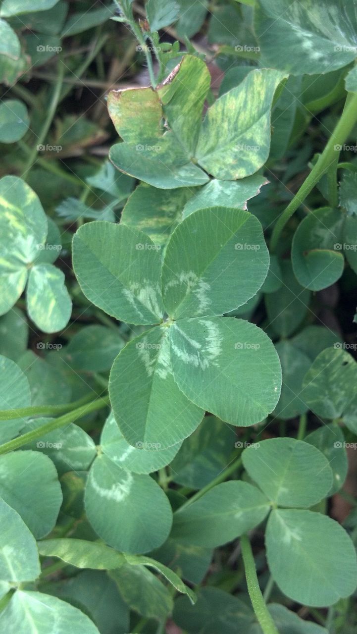 four leaf clover