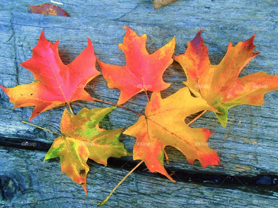 Autumn leaves on wooden table