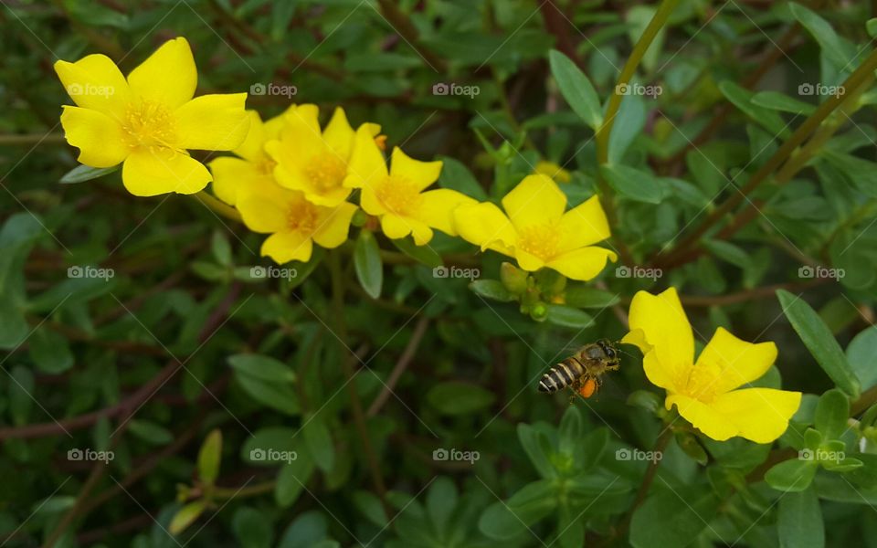 bee