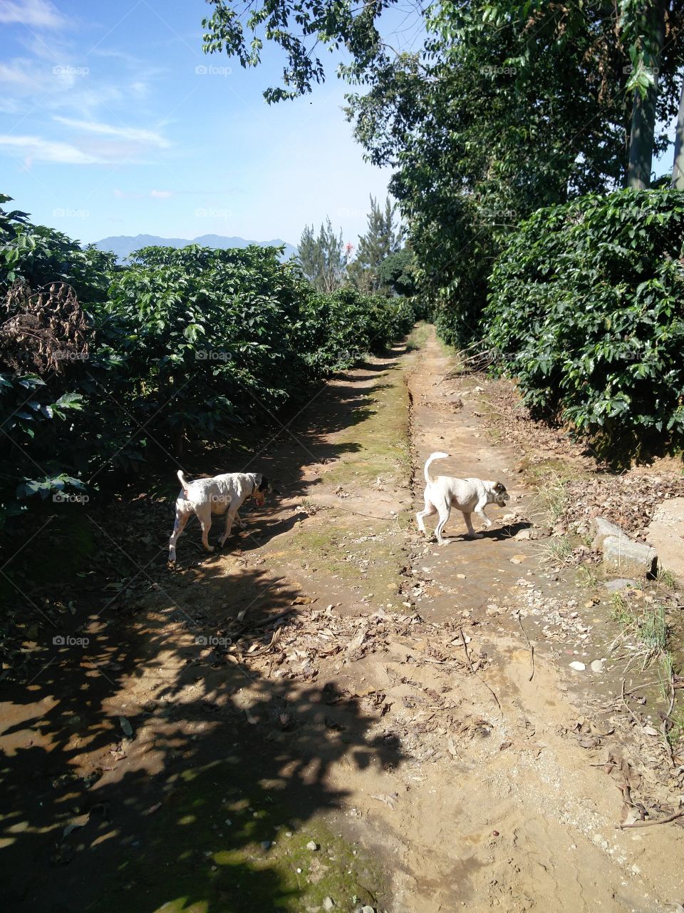 doggies playing