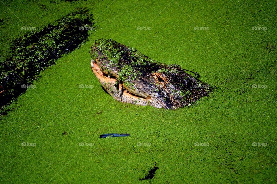 High angle view of alligator