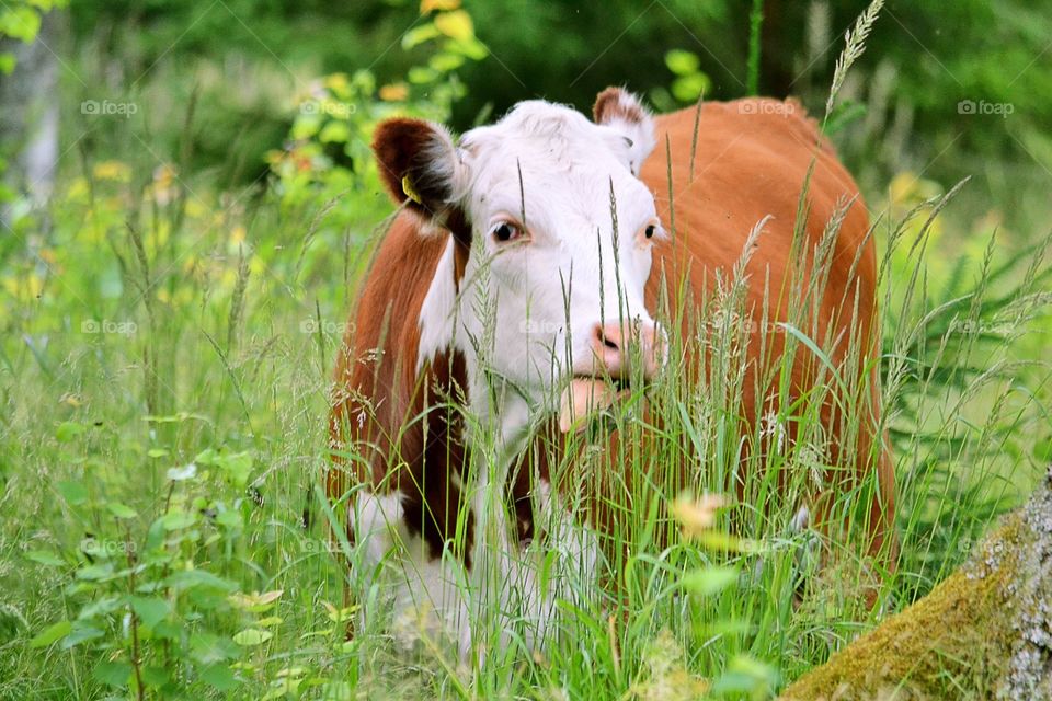 Cow