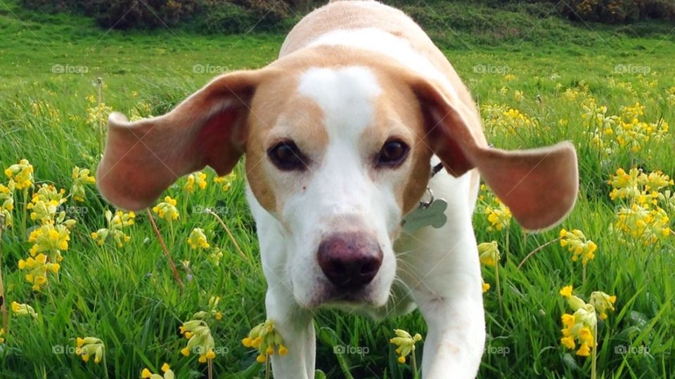 Beagle ears