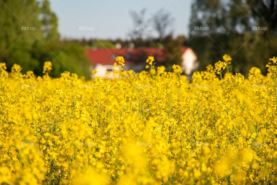 Blooming Rape Field