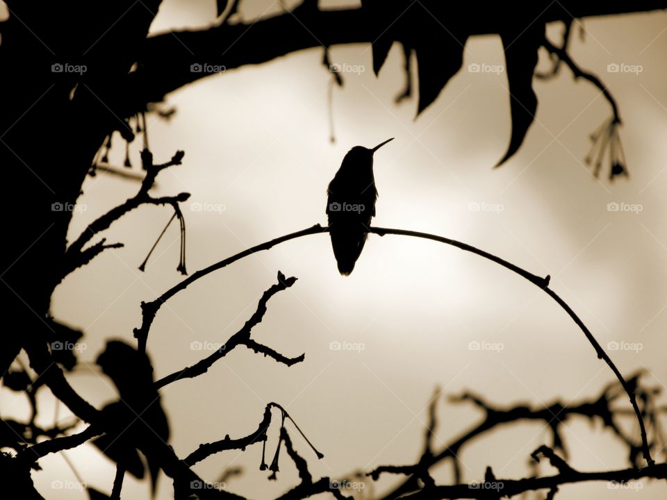 Sepia style humming bird in a tree