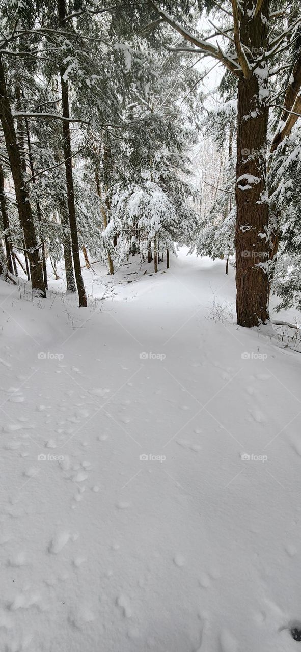 Freshly Fallen Snow On A Woodsy Trail