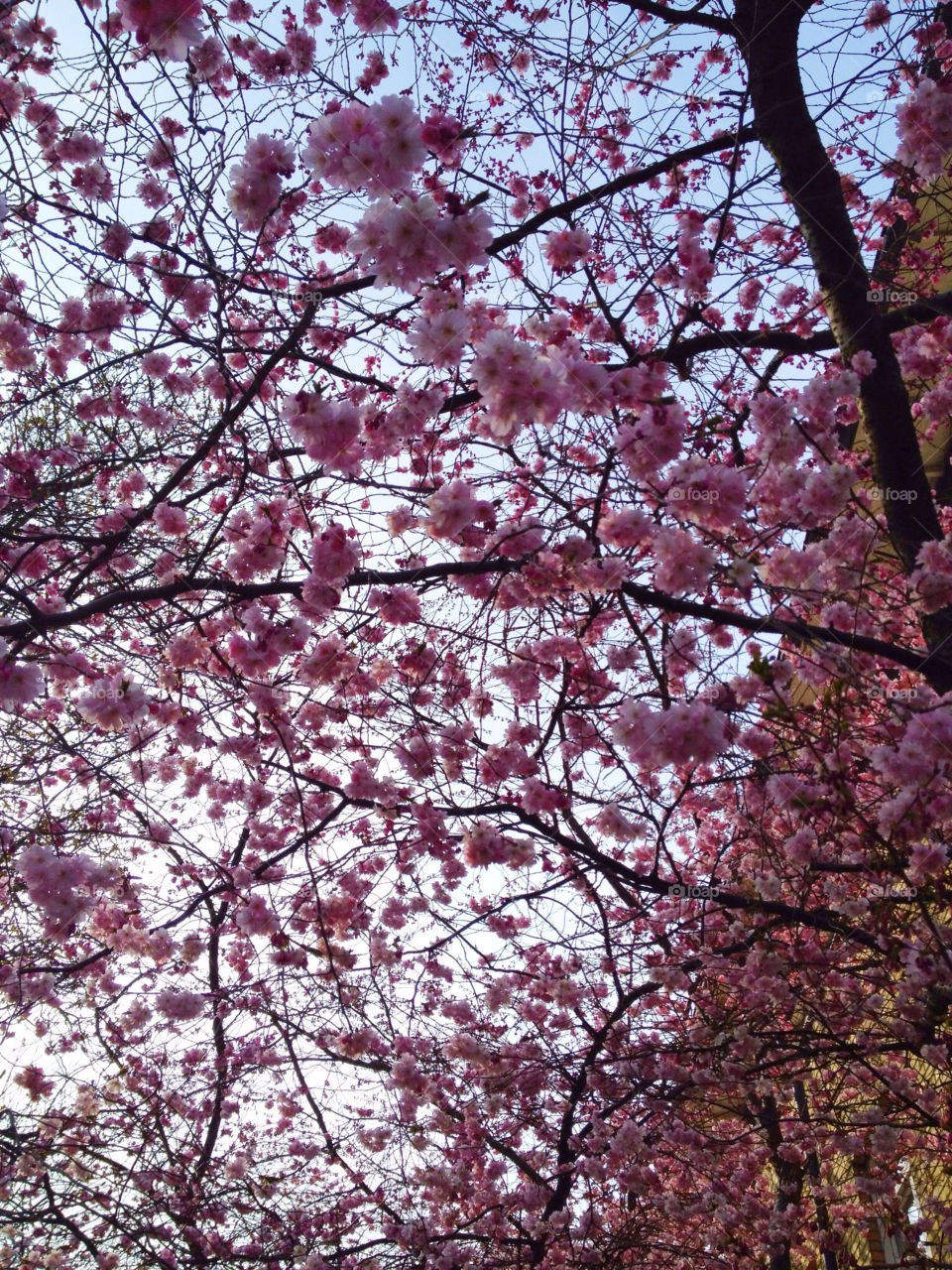 sweden spring tree blossom by carolinas