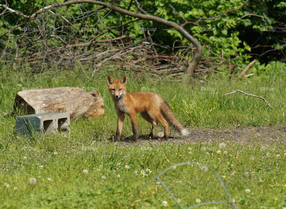 Fox. Red fox in my backyard