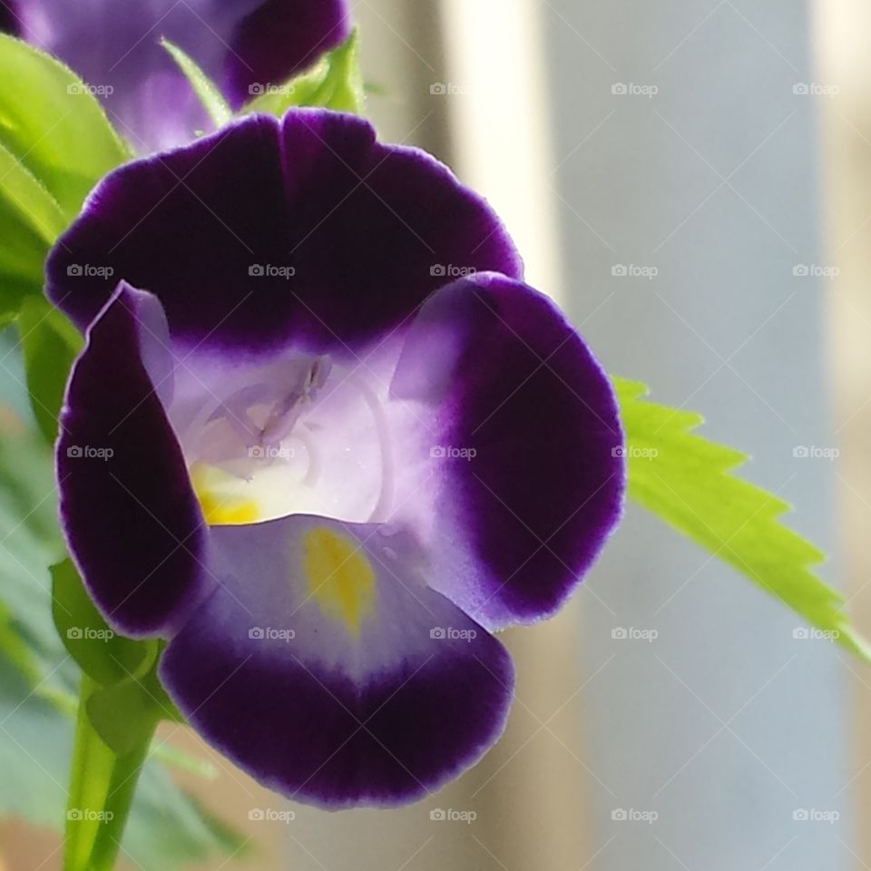 purple flower