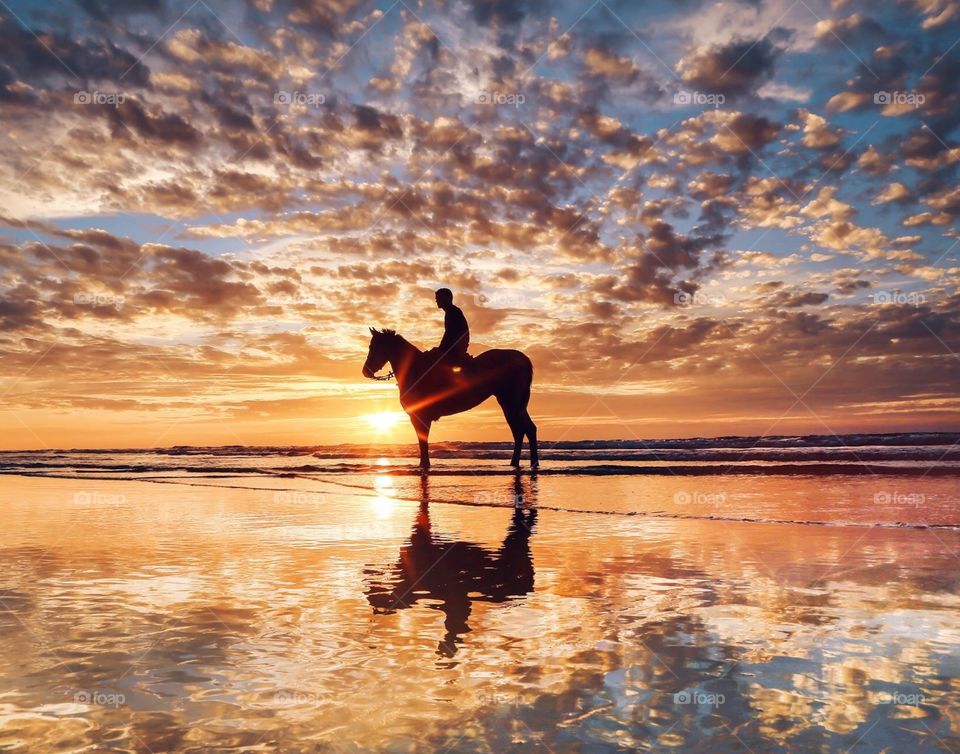 Horse in the sea 