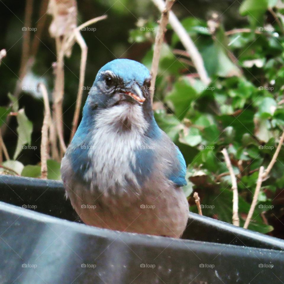 Scrubjay